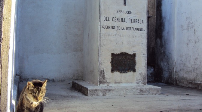 gatos recoleta